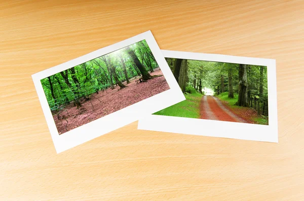 Bosque en los marcos — Foto de Stock