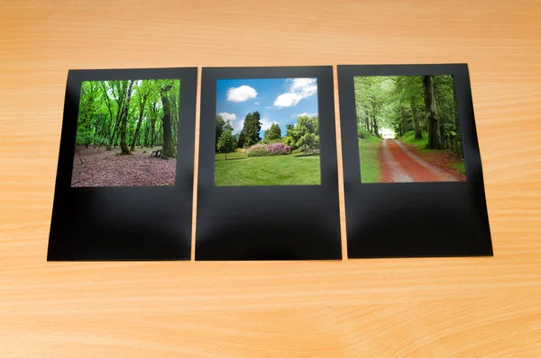 stock image Forest on the picture frames