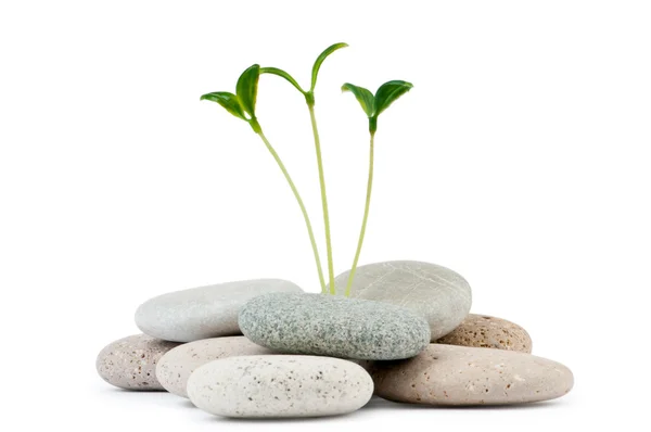 Pebbles and seedlings - alternative medicine concept — Stock Photo, Image
