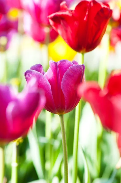 Mnoho tulipány v parku — Stock fotografie