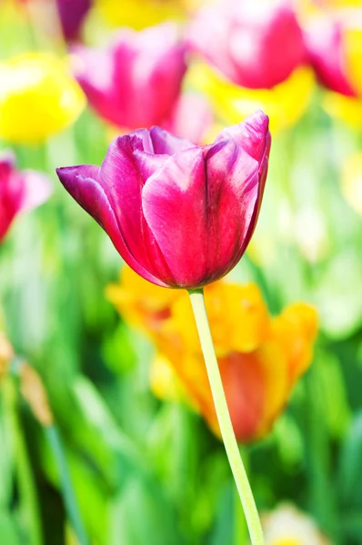 Tulipán flowes v parku — Stock fotografie