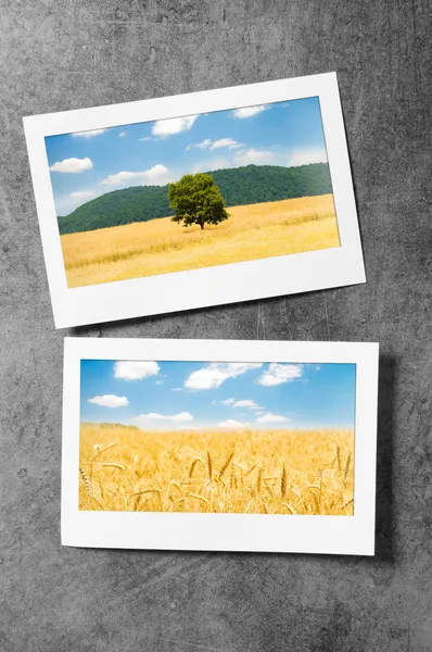 Campo de trigo no quadro — Fotografia de Stock