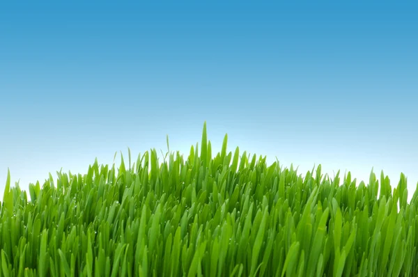 Zielona trawa na błękitne niebo — Zdjęcie stockowe
