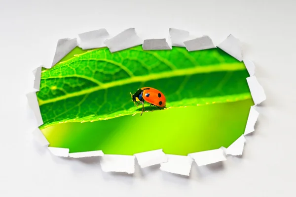 Ladybug through hole in paper — Stock Photo, Image