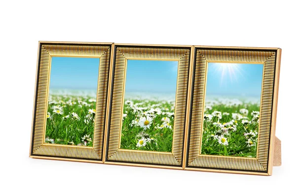 Flores de margarita en los marcos de fotos en blanco — Foto de Stock
