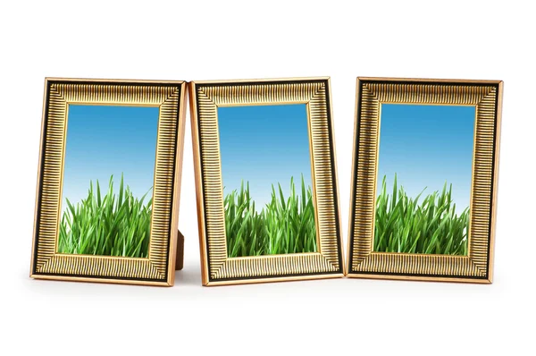 Green grass in the picture frames — Stock Photo, Image
