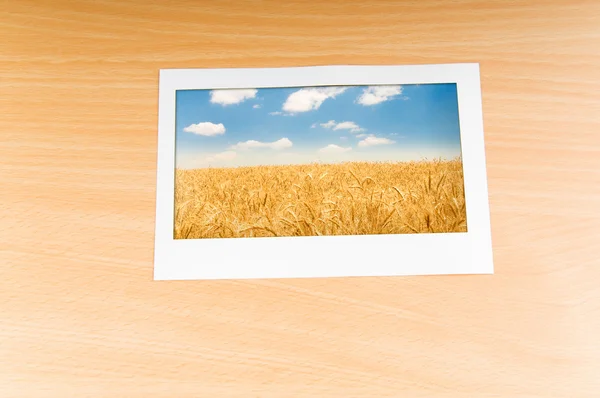 Champ de blé dans le cadre photo — Photo