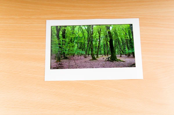 Δάσος για τα πλαίσια εικόνων — Φωτογραφία Αρχείου