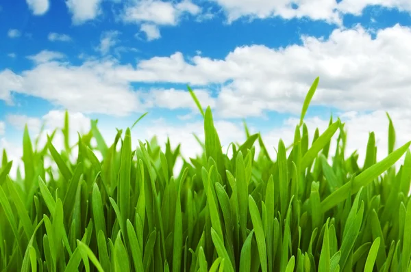 Grünes Gras gegen blauen Himmel — Stockfoto