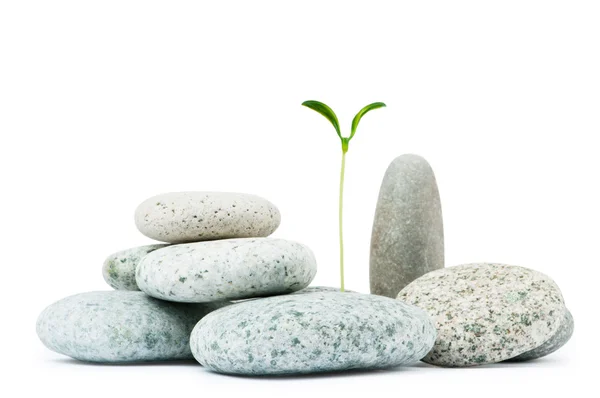 Stenar och plantor - alternativ medicin-konceptet — Stockfoto