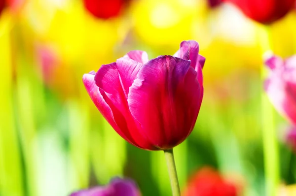 stock image Tulip flowes in the park