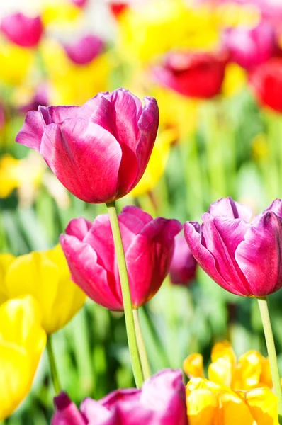 Tulip flowes in the park — Stock Photo, Image