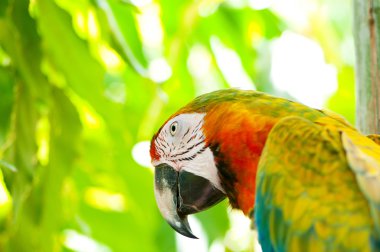 Colourful parrot bird sitting on the perch clipart