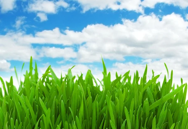 Grama verde contra o céu azul — Fotografia de Stock