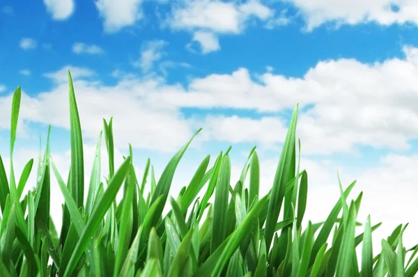 Grünes Gras gegen blauen Himmel — Stockfoto