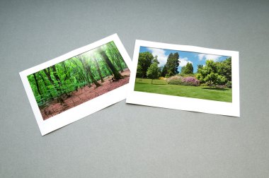 Forest on the picture frames clipart