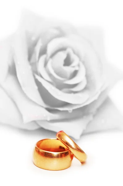 Svatební koncept s růží a prstýnky — Stock fotografie