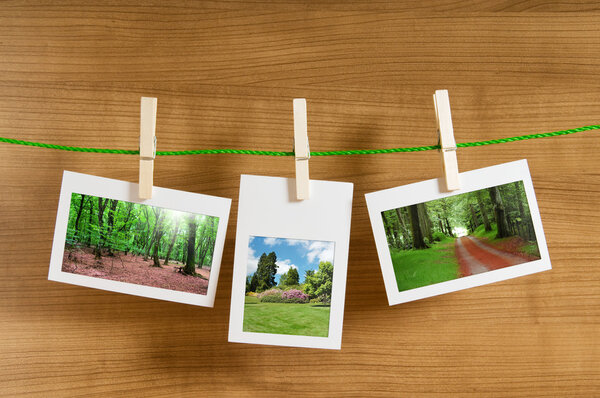 Лес на рамах
