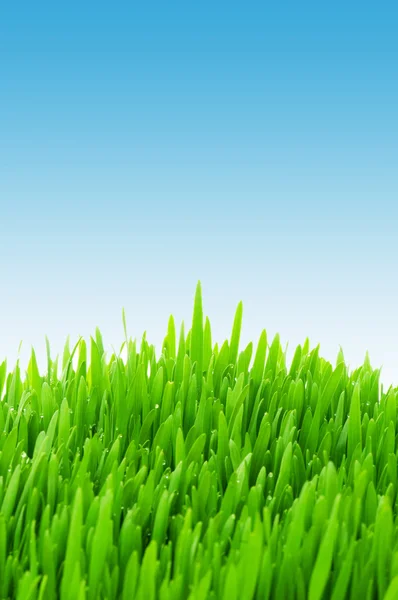 Зелена трава на тлі блакитного неба — стокове фото