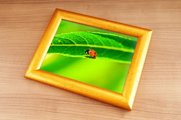 Lady bug en el marco de la imagen —  Fotos de Stock