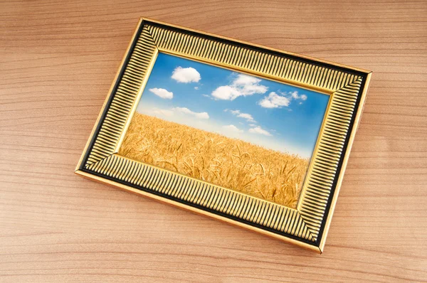 Πεδίο σιτάρι στο πλαίσιο εικόνας — Φωτογραφία Αρχείου