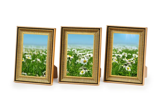 Flores de margarita en los marcos de fotos en blanco —  Fotos de Stock