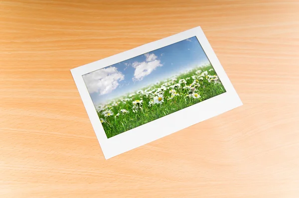Camomiles veld op afbeeldingsframe — Stockfoto