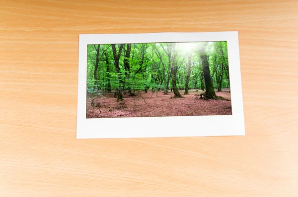 Resim çerçeveleri üzerinde orman — Stok fotoğraf