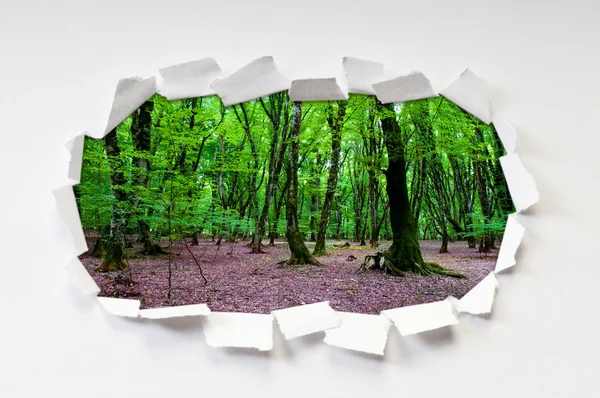 Delikten ağaçları ile yırtık kağıt — Stok fotoğraf