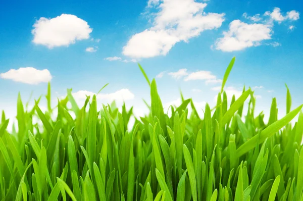 Hierba verde contra cielo azul — Foto de Stock