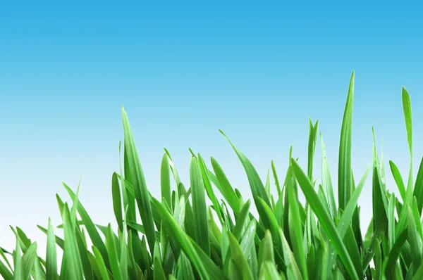 Hierba verde contra cielo azul —  Fotos de Stock