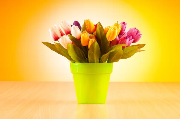 Tulips flowers on gradient background — Stock Photo, Image
