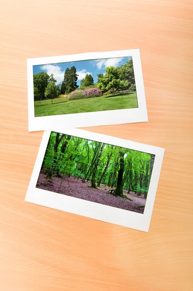 Hutan pada frame gambar — Stok Foto