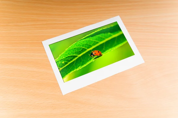 Lady bug in the picture frame — Stock Photo, Image