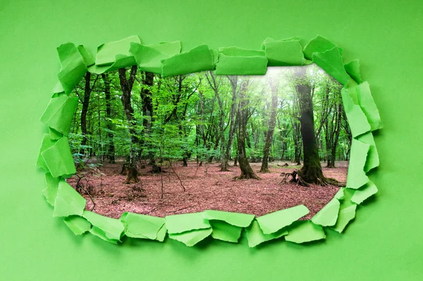Szakadt papír, a fák a lyukon — Stock Fotó