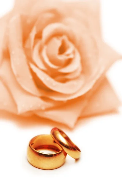 Concepto de boda con rosas y anillos —  Fotos de Stock