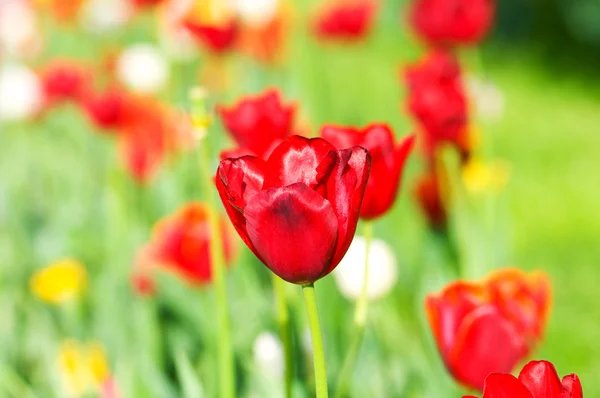 Tulip flowers in the park — Stock Photo, Image