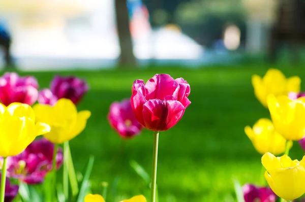 Fleurs de tulipes dans le parc — Photo