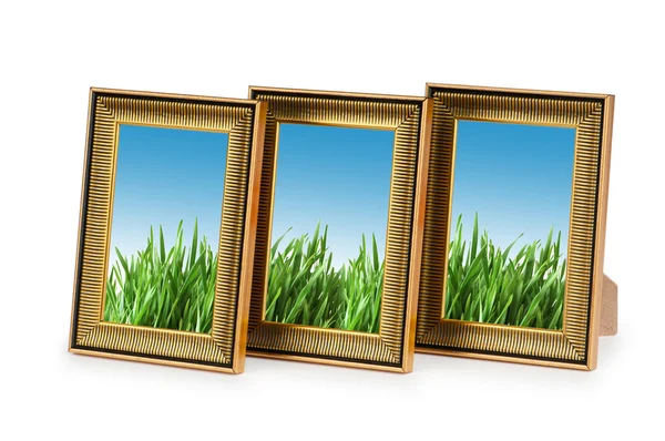 Hierba verde en los marcos —  Fotos de Stock
