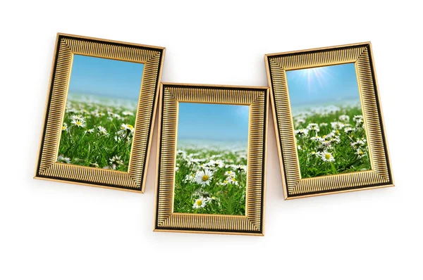 Gänseblümchen im Bilderrahmen auf weiß — Stockfoto
