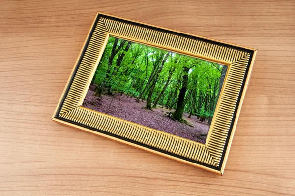 Skogen på tavelramar — Stockfoto