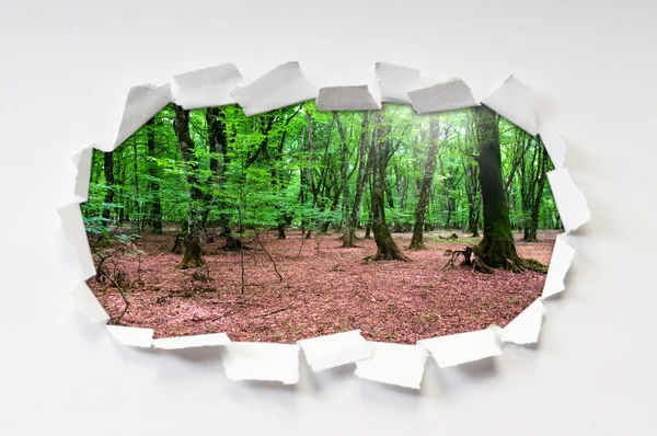 Σκισμένο χαρτί με δέντρα μέσα από την τρύπα — Φωτογραφία Αρχείου