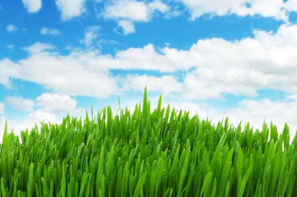 Hierba verde contra cielo azul —  Fotos de Stock