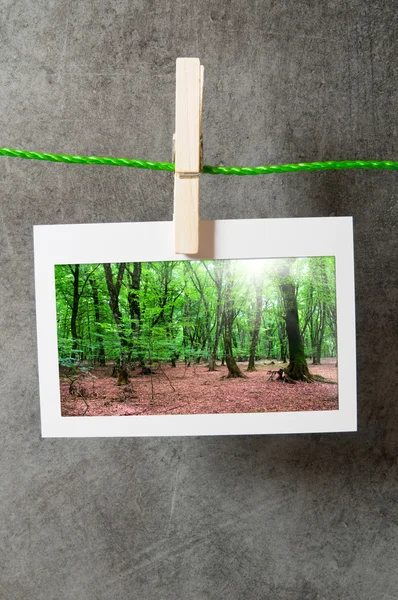 Bosque en los marcos —  Fotos de Stock