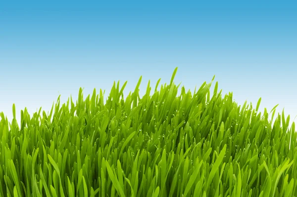 Zöld fű a kék ég ellen — Stock Fotó