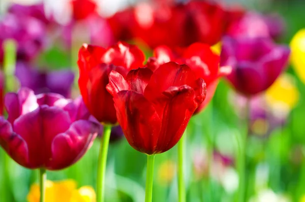 Fiori di tulipano nel parco — Foto Stock