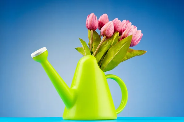 Concetto di giardinaggio - Tulipani e annaffiatoio — Foto Stock