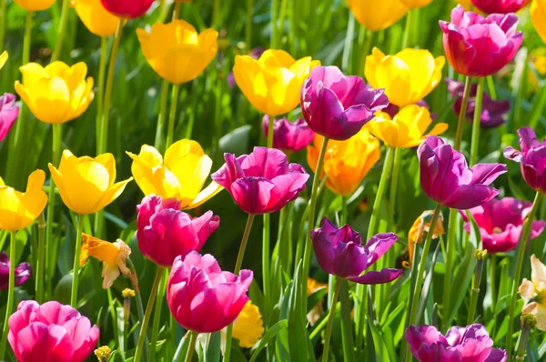 stock image Many tulips in the park