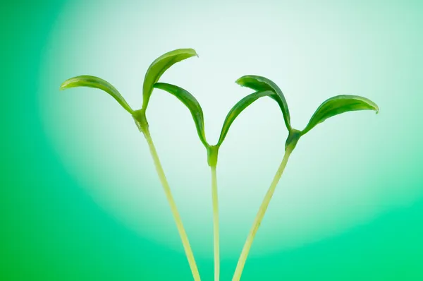 Sadzonka zielony ilustrujące pojęcie nowego życia — Zdjęcie stockowe