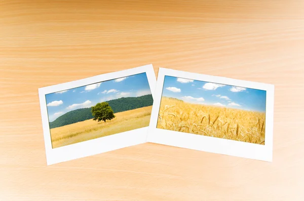 Поле пшениці в рамці зображення — стокове фото